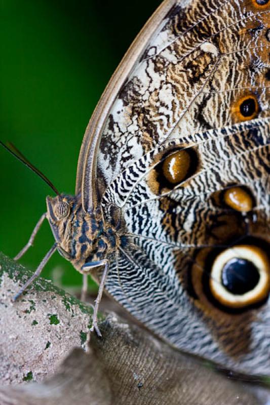 Caligo eurilochus