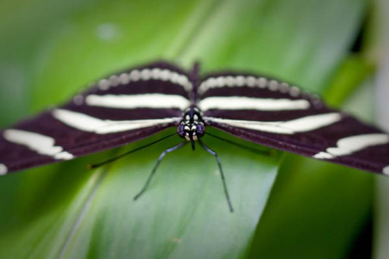 Heliconius charithonia