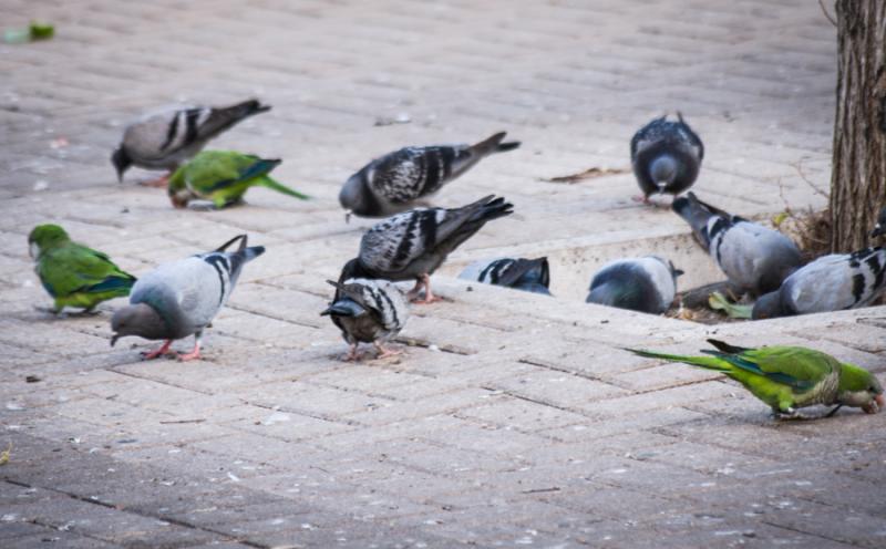 Aves Alimentandose, Raval, Ciutat Vella, Barcelona...