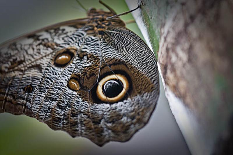 Caligo eurilochus