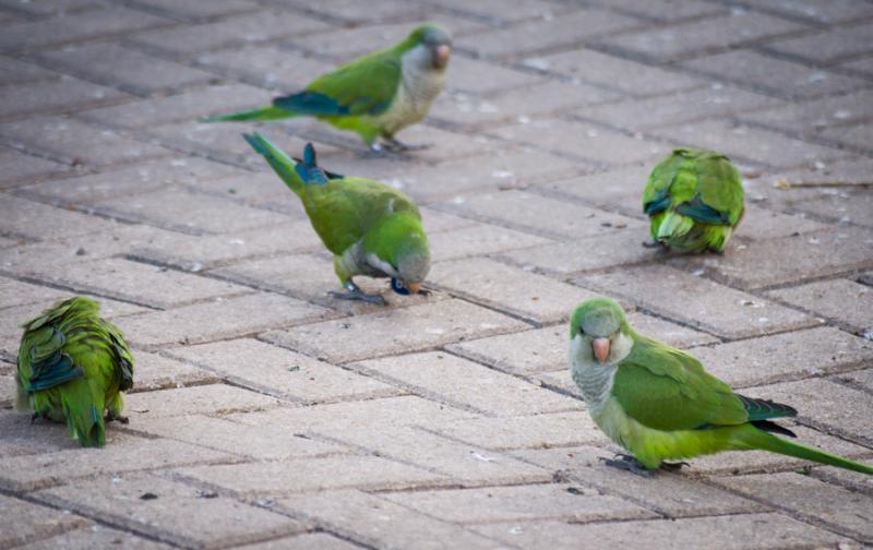 Loros en Raval, Ciutat Vella, Barcelona,Cataluña,...