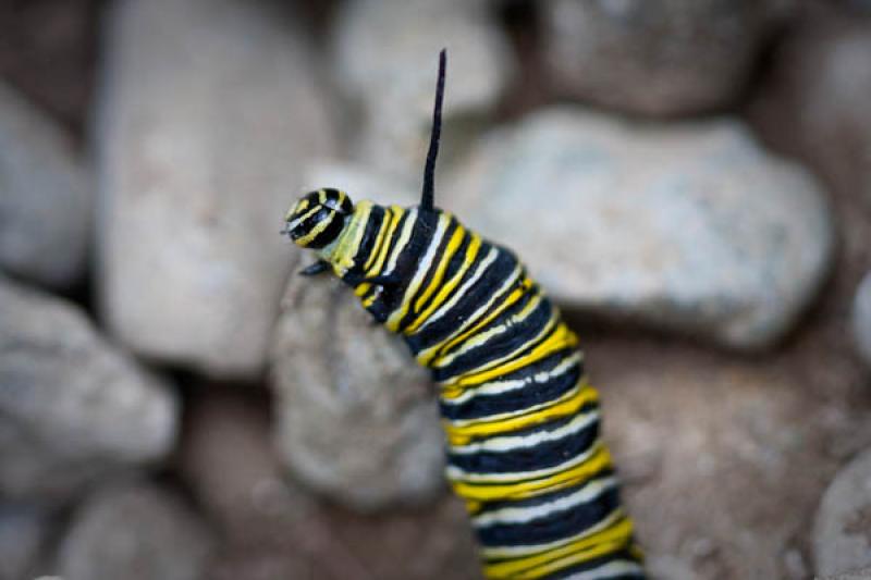 Danaus plexippus