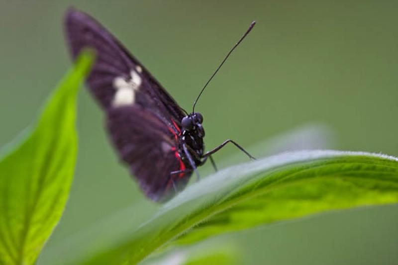 Heliconius erato