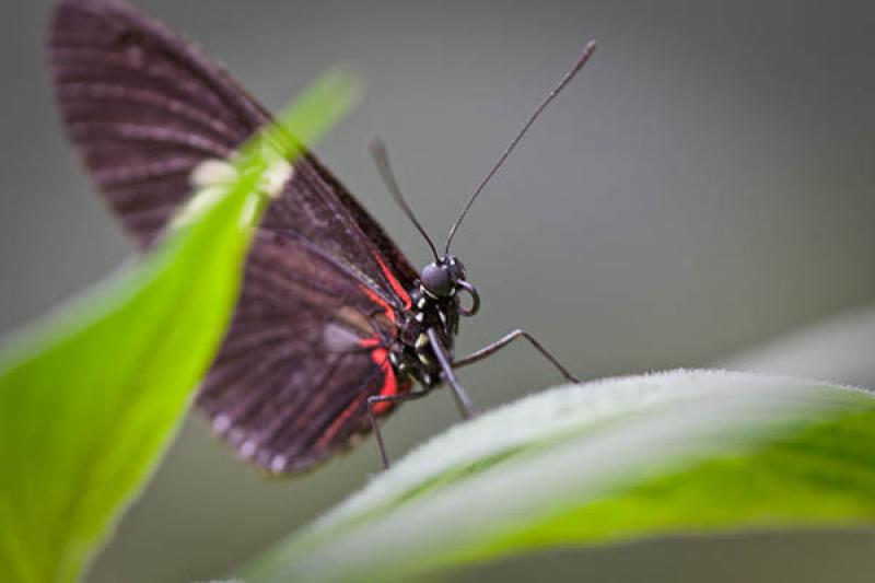 Heliconius erato