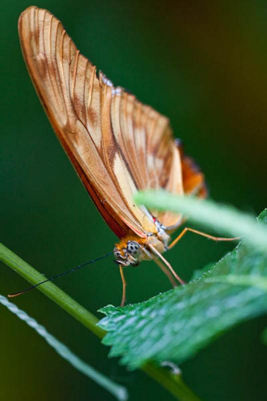 Dryas Iulia