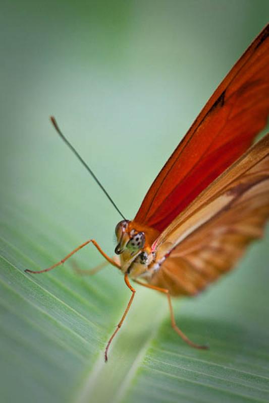 Dryas Iulia