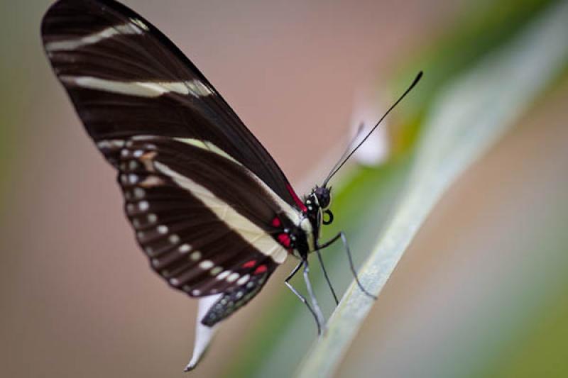 Heliconius charithonia