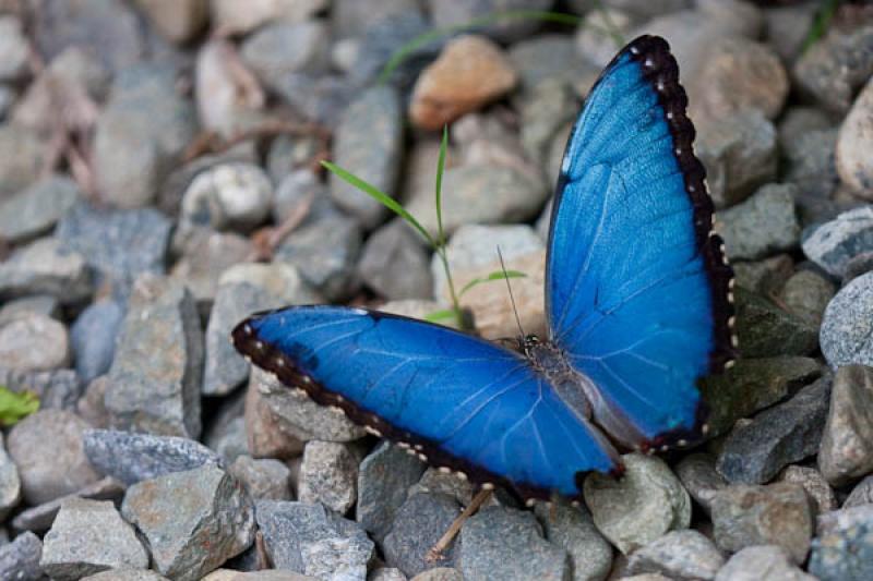 Morpho peleides