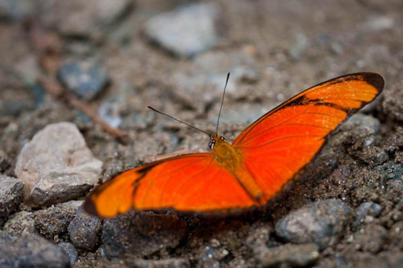 Dryas Iulia