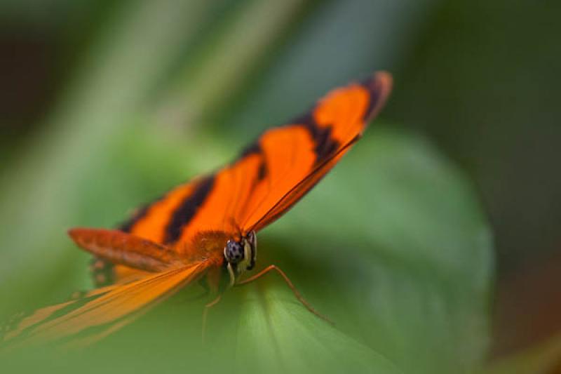 Dryadula phaetusa