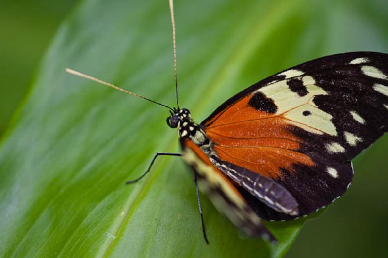 Heliconius hecale