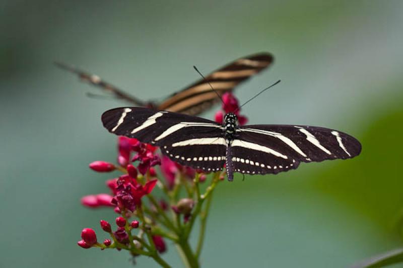 Heliconius charithonia