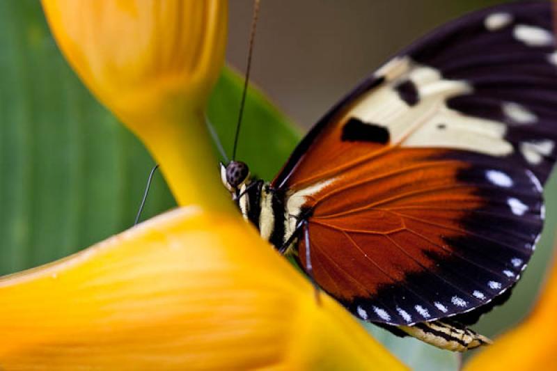 Heliconius hecale