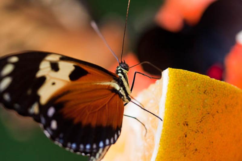 Heliconius hecale