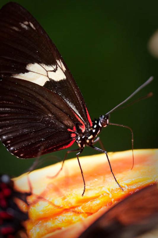 Heliconius erato