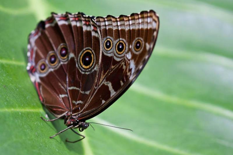 Caligo eurilochus