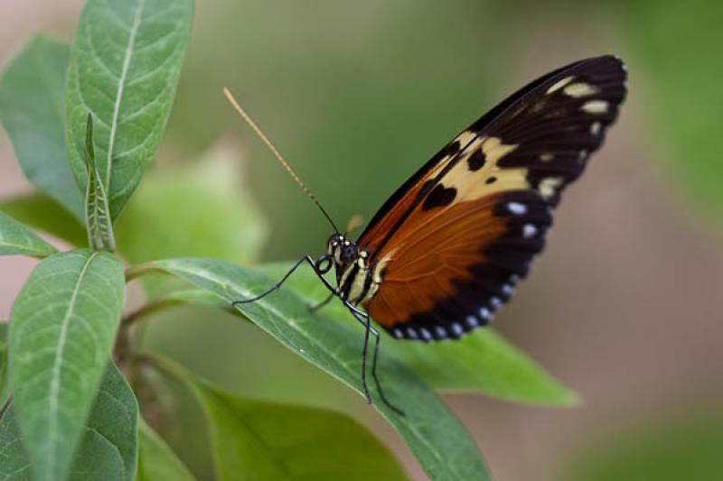 Heliconius hecale