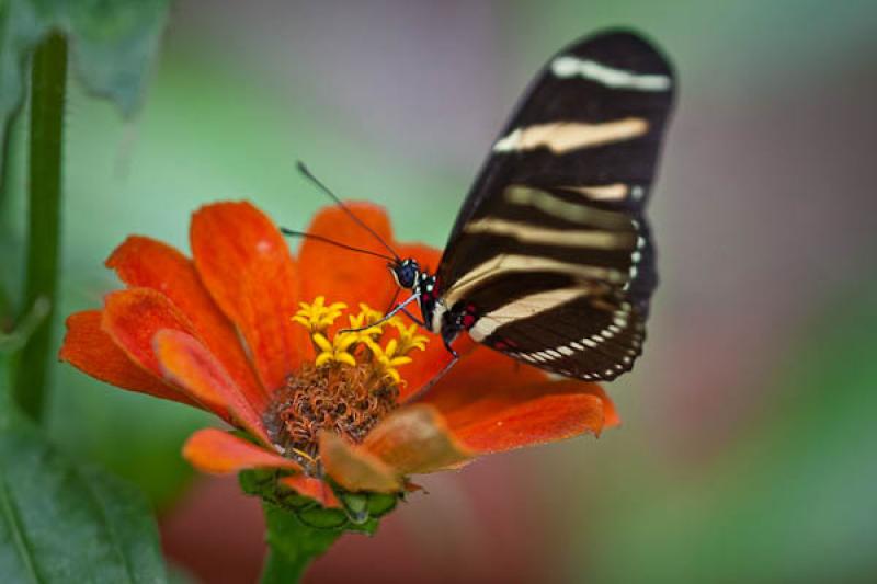 Heliconius charithonia