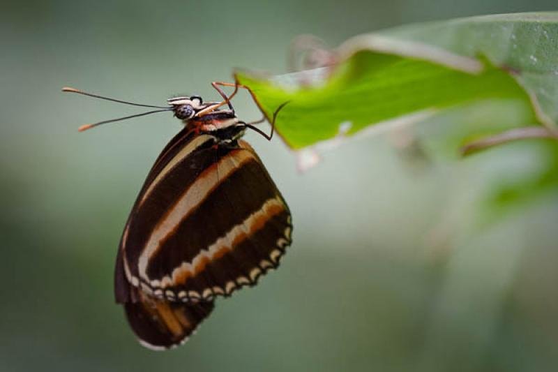 Dryadula phaetusa