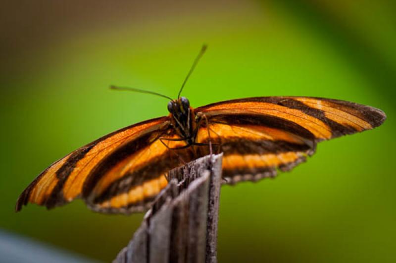 Dryadula phaetusa