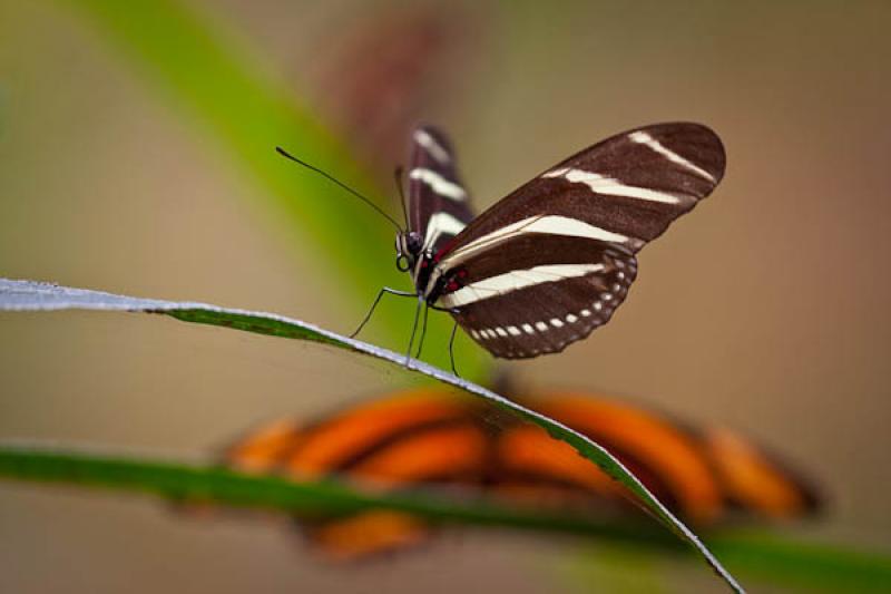 Heliconius charithonia