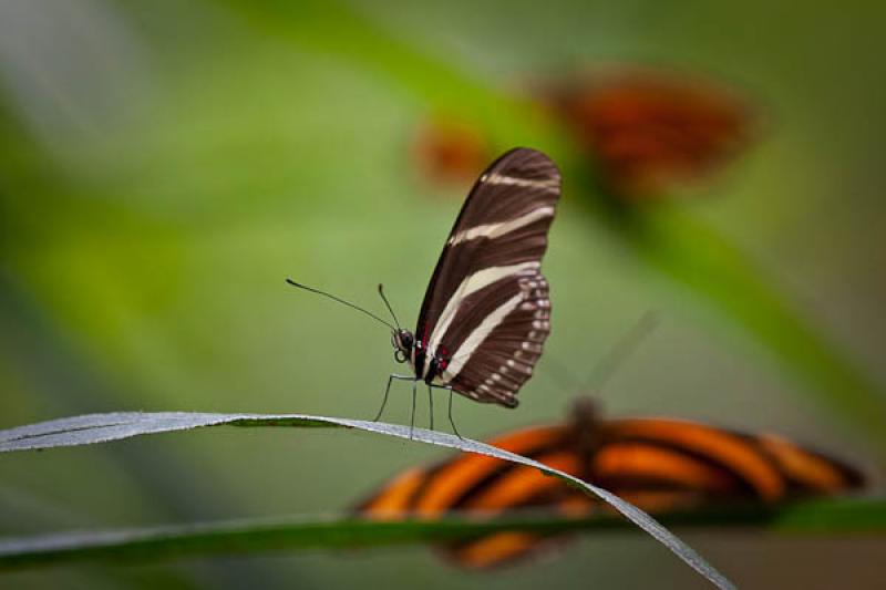 Heliconius charithonia