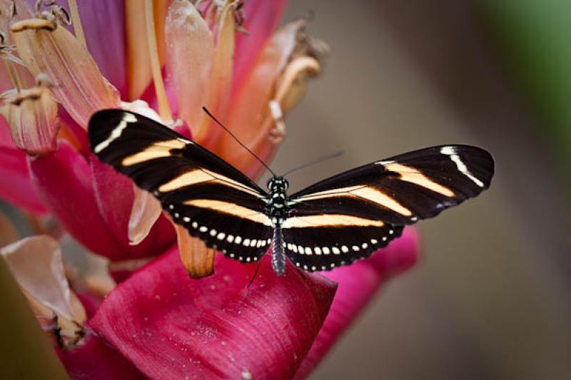 Heliconius charithonia