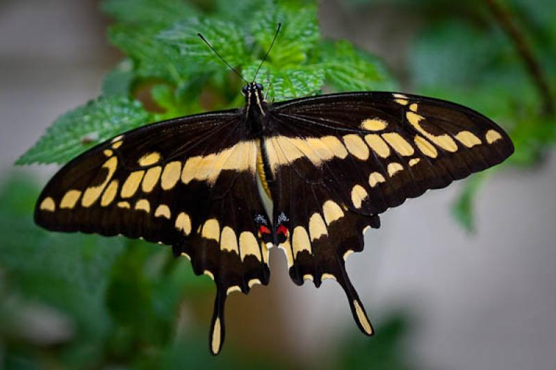 Cresphontes Papilio