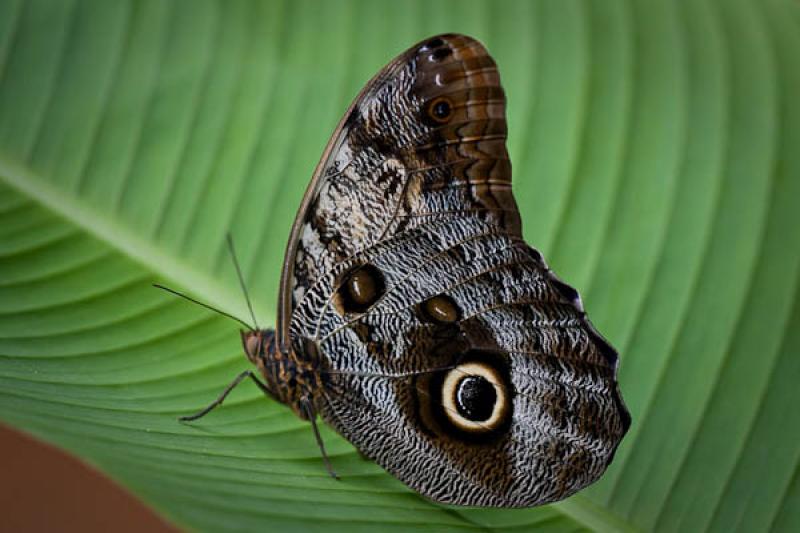 Caligo eurilochus