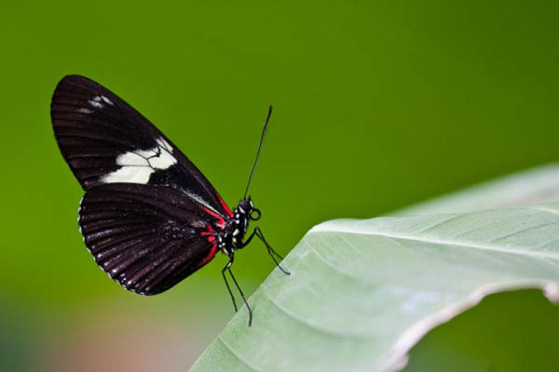 Heliconius erato