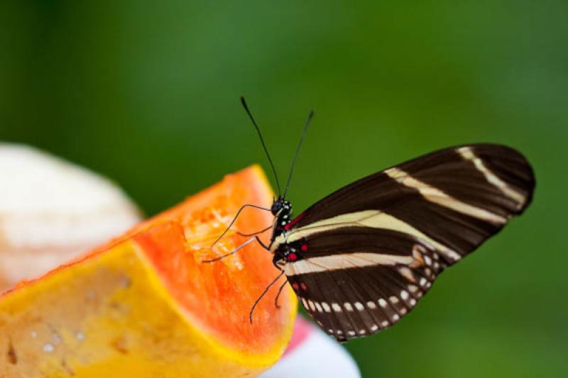 Heliconius charithonia