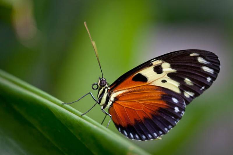 Heliconius hecale