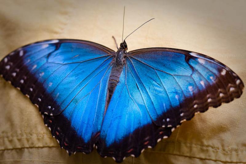 Morpho peleides