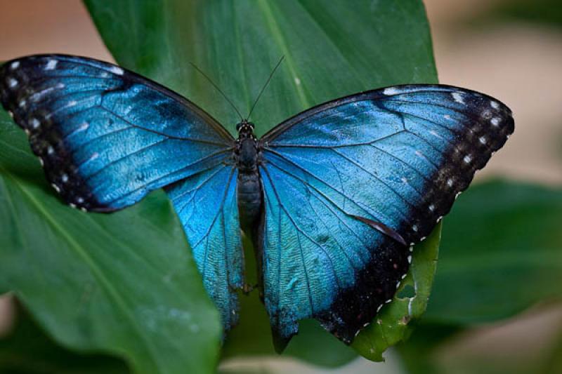 Morpho peleides