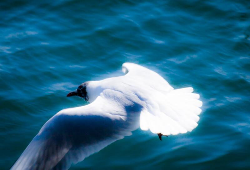 Gaviota Cabecigris, Barcelona, Cataluña, España,...