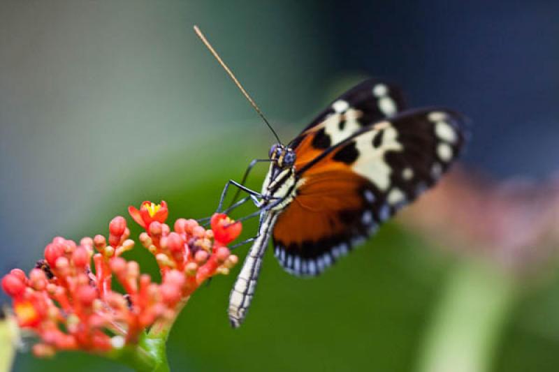 Heliconius hecale