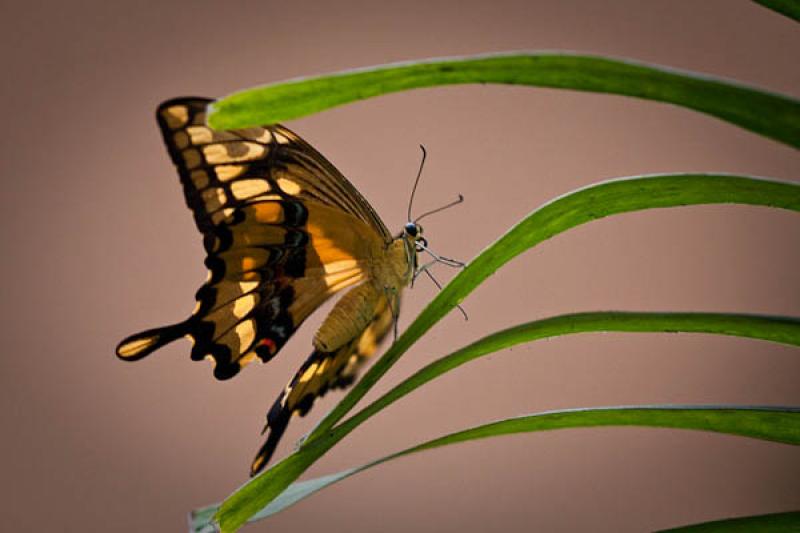 Cresphontes Papilio