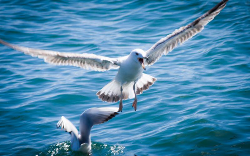 Gaviota Cabecigris, Barcelona, Cataluña, España,...