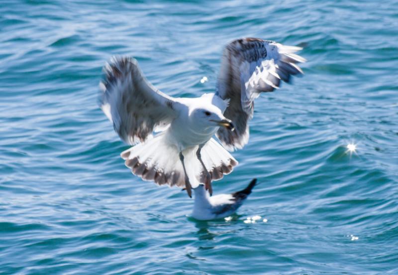 Gaviota Cabecigris, Barcelona, Cataluña, España,...