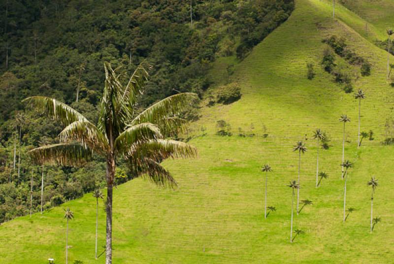 Valle del Cocora, Salento, Quindio, Armenia, Colom...