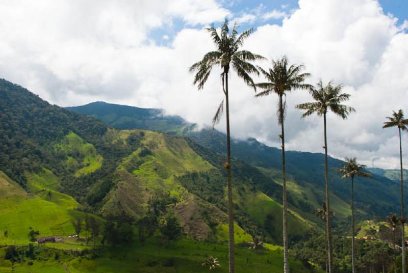 Valle del Cocora, Salento, Quindio, Armenia, Colom...