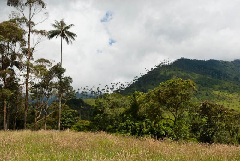 Valle del Cocora, Salento, Quindio, Armenia, Colom...