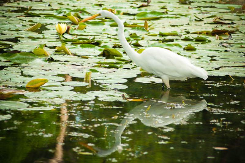 Ardea alba