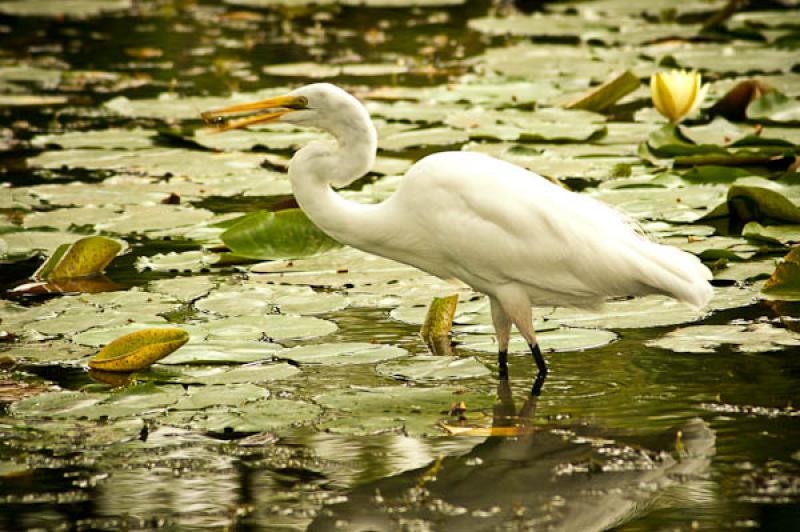 Ardea alba