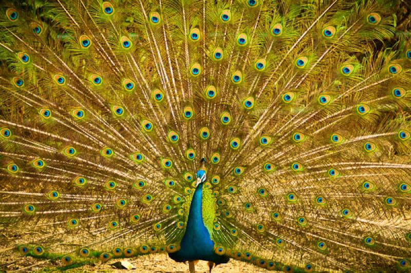 Pavo cristatus