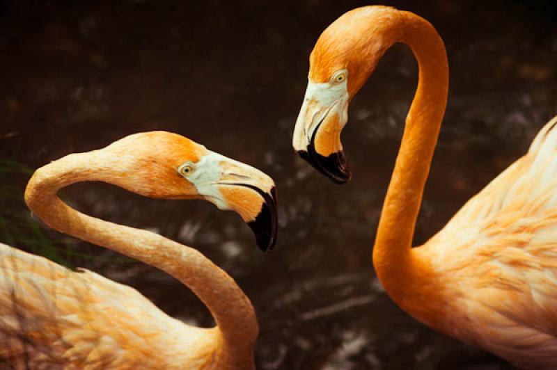 Phoenicopterus ruber