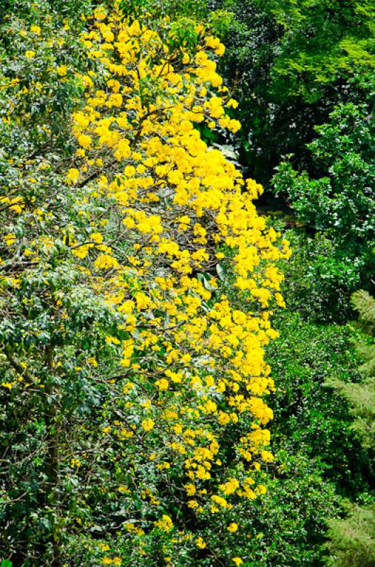 Tabebuia chrysantha