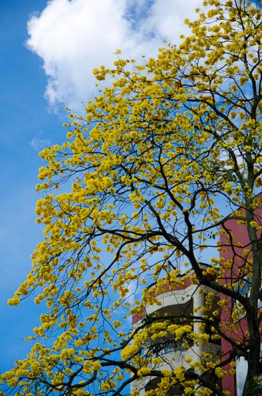 Tabebuia chrysantha