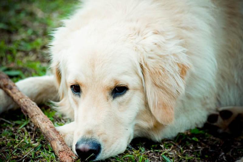 Golden retriever