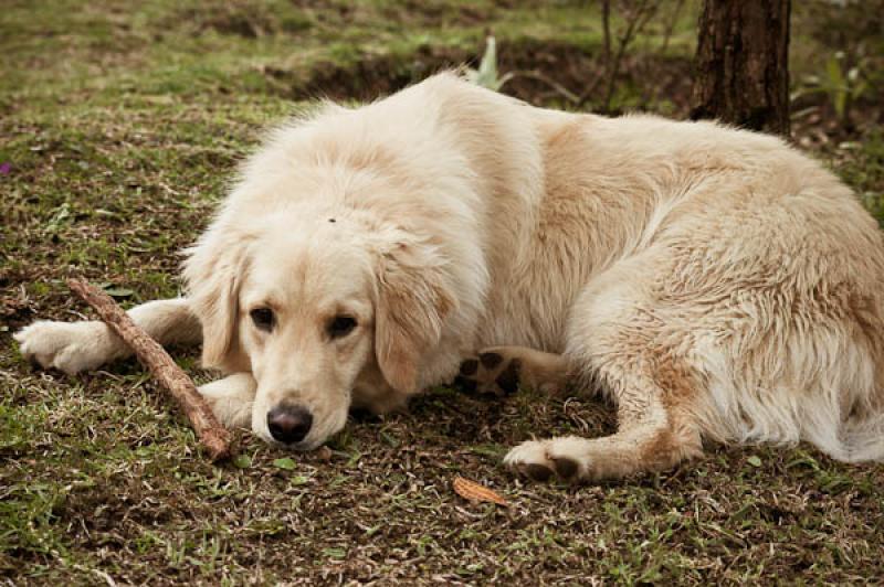 Golden retriever